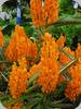 Holcoglossum subulifolium x Vanda miniata